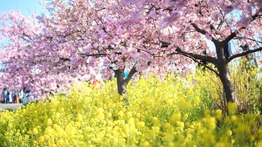 <Web割対象商品>【キングツアーバス旅】早咲き山の手さくらとマグロ尽くし いちご狩り♪〔狛江・新百合ヶ丘発〕2